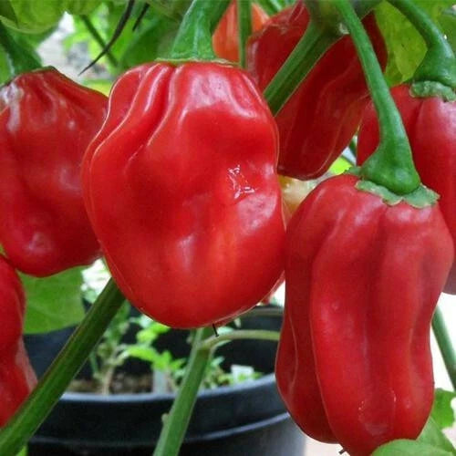 Red Habanero Pepper Seeds | Heirloom Non-GMO | Capsicum chinense | Hot Chili Pepper Seeds for Home Gardening