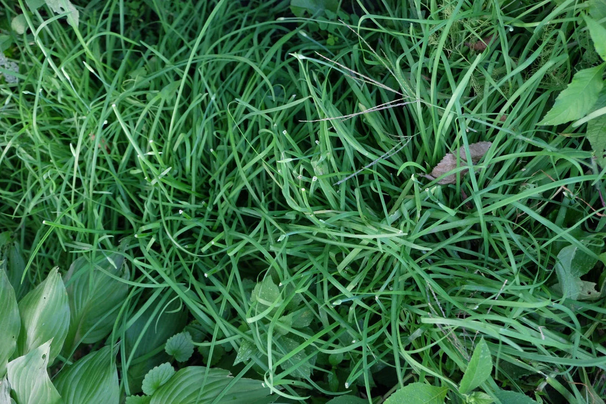 Garlic Chives Roots 6 Pounds Allium tuberosum韭菜, ニラ, 부추 - Fresh Culinary Herb for Cooking and Gardening