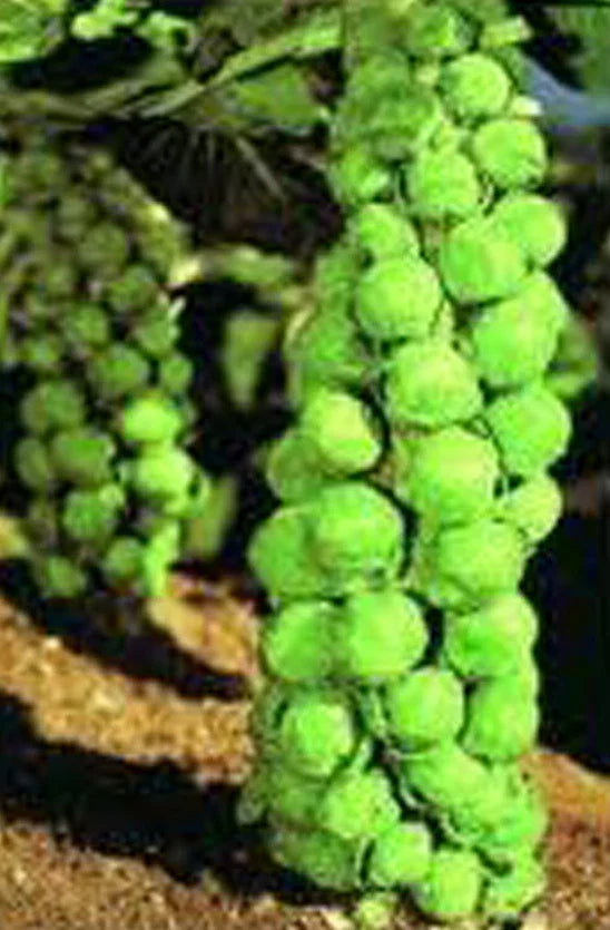 Brussel Sprouts Seeds, 25+ Heirloom Churchill Variety, Early Delicious Veggie, Brassica oleracea var. gemmifera