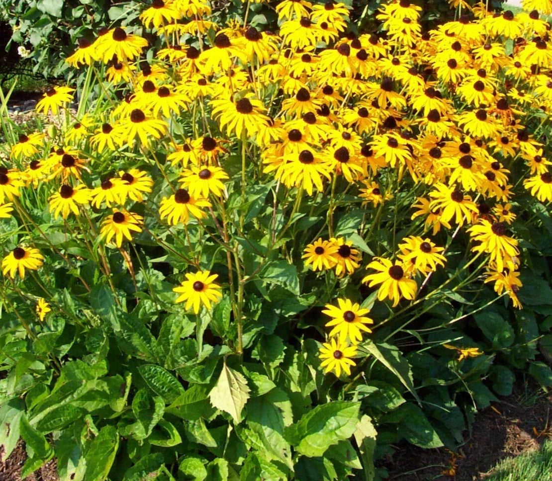 Black-Eyed Susan Plants 2+1 Free Perennial Golden Yellow Daisy Rudbeckia hirta Full Sun Blooms July-Oct