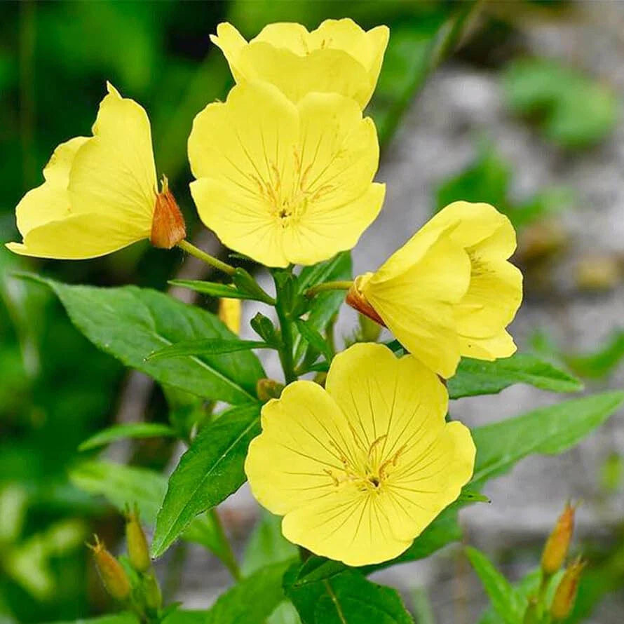 Yellow Evening Primrose Seeds | 500-10,000 Seeds | Oenothera biennis | Non-GMO, Easy to Grow