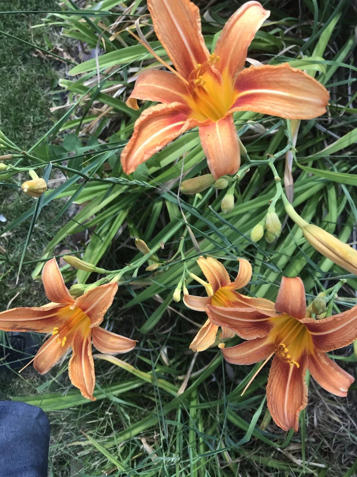 Orange Daylily Plants - 5 Pack - Hemerocallis fulva - Perennial Flowering Plants for Gardens and Landscapes