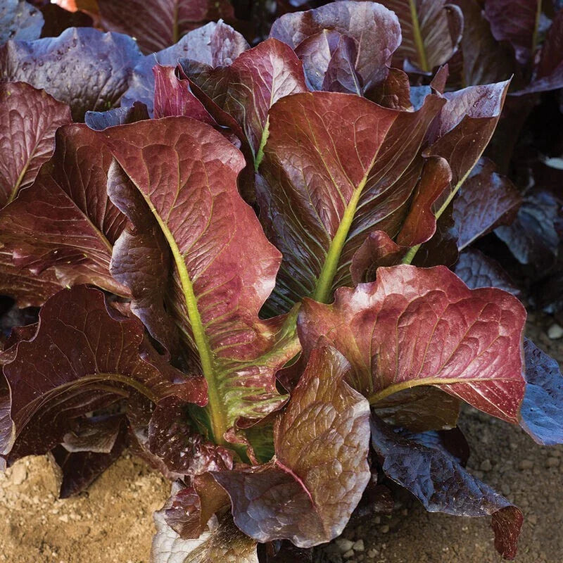 Red Romaine Lettuce Seeds 600+ Heirloom Vegetable Seeds Lactuca sativa - Non-GMO, Organic Gardening Supplies