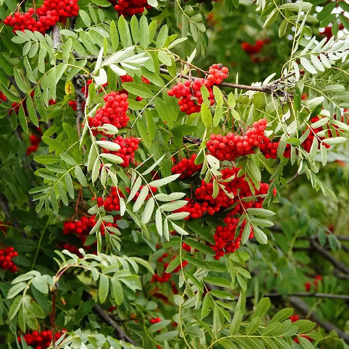 Mountain Ash Seeds for Planting, 10 Pack, Sorbus Aucuparia, Hardy Tree Seeds, Native Growers, Edible Berries