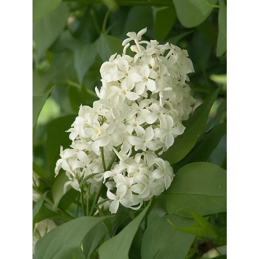 Unroot Cuttings Angel White Lilac - Pure White - Syringa vulgaris - 5 Count Branches for Planting
