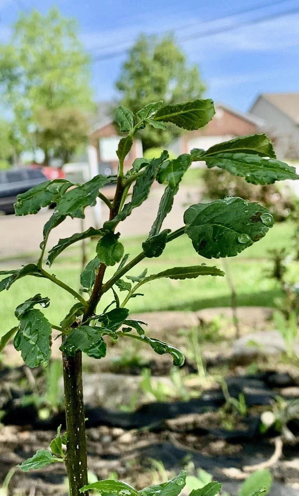 Chinese Pepper Tree 15"-20" With Roots, New Leaves, Zanthoxylum, 2-3 Years Old, Indoor/Outdoor Plant