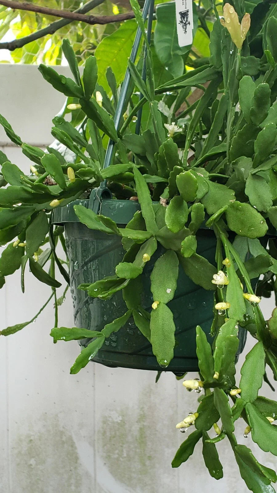 Rhipsalis Cuttings - 4 Inches - Orchid Cactus - White Blooms - Rhipsalis aff. goebeleana - HTF (Hard to Find)