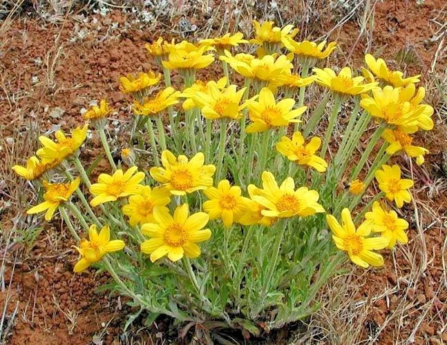 Oregon Sunshine Seeds - Wooley Sunflower - Native Wildflower - Drought Tolerant - Poor Soil Adaptable - 301+ Seeds