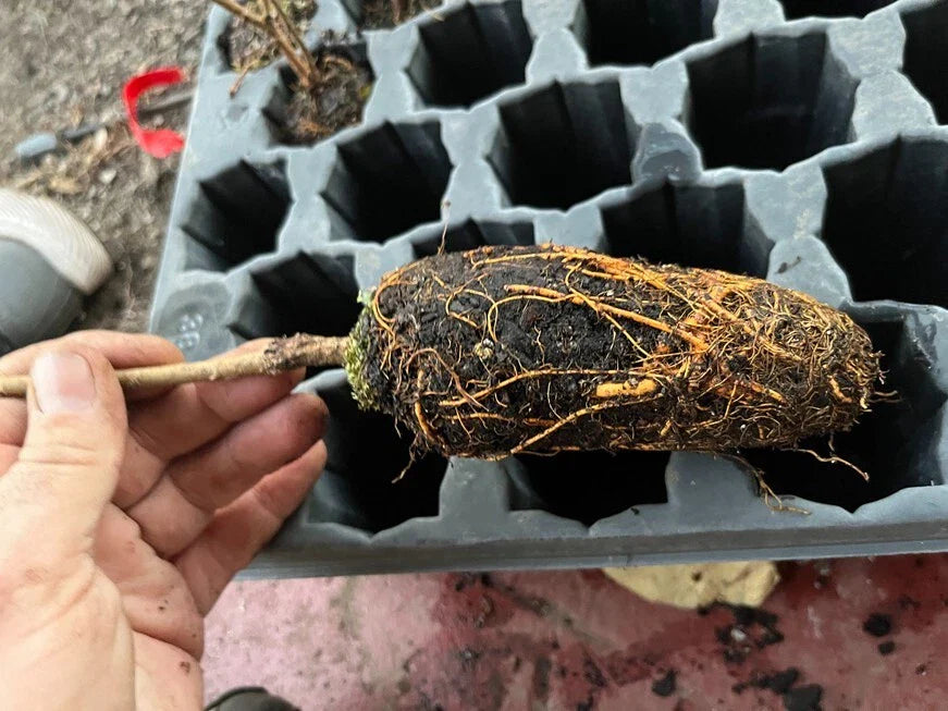 Pakistan Long Mulberry Tree β Morus macroura β 1' Bare Root Live Plant, Rare Sweet Fruit Variety, Hardy & Fast Growing