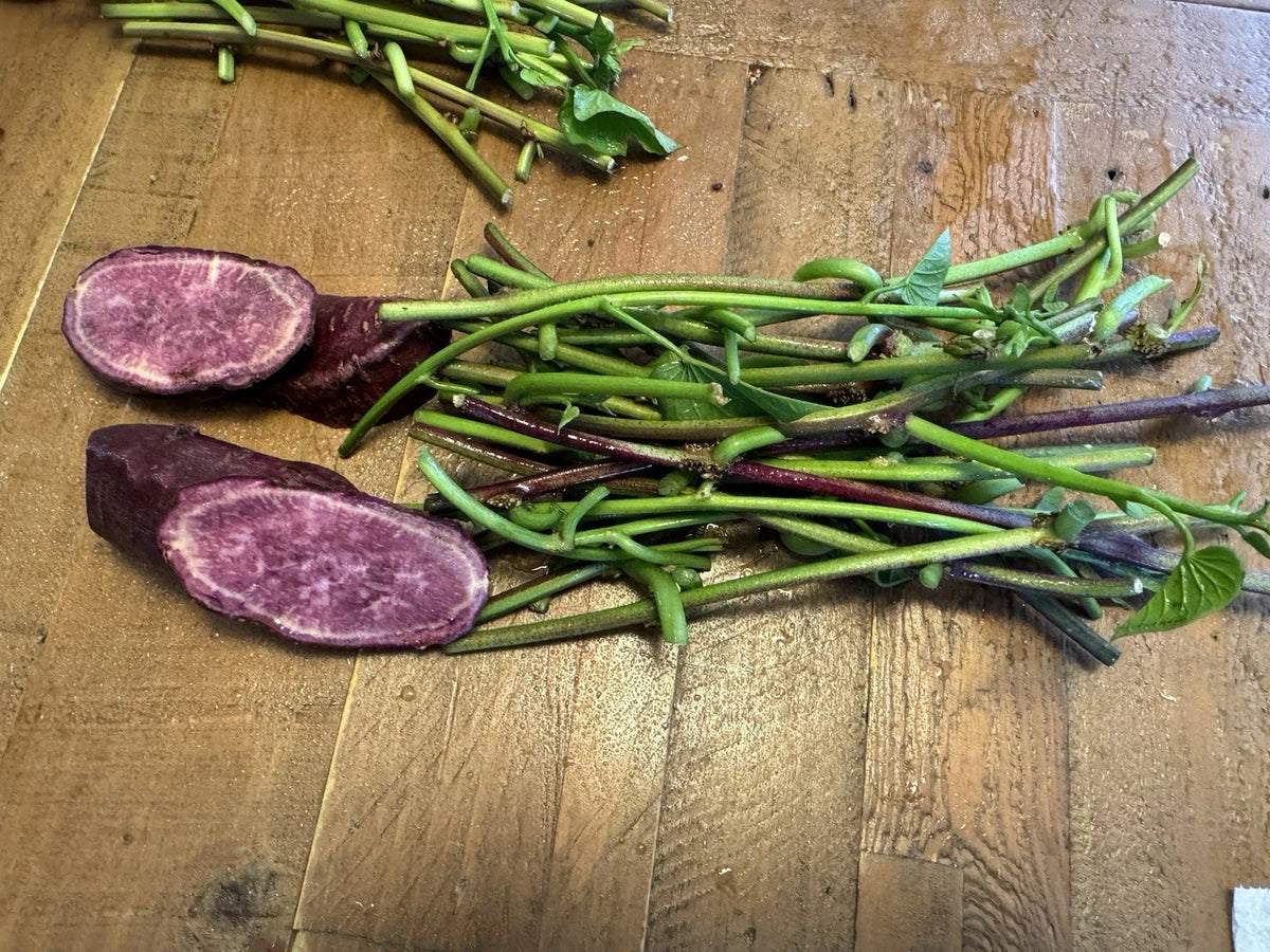 Japanese Molokai Sweet Purple Potato Slip Cuttings - 35 Count for Planting - Ipomoea batatas