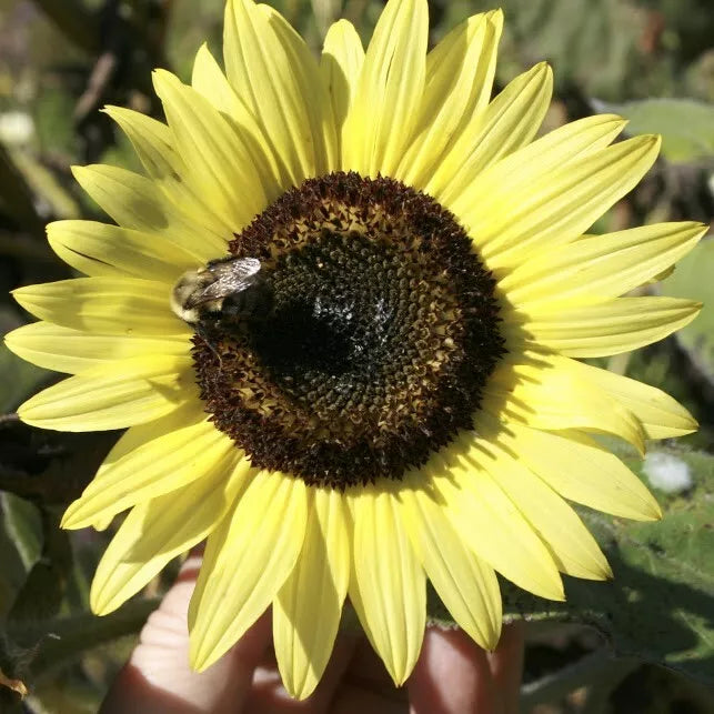 LEMON QUEEN SEEDS - 25+ Large Colorful Rare Seeds - Beautiful Flowering Plant - Helianthus annuus
