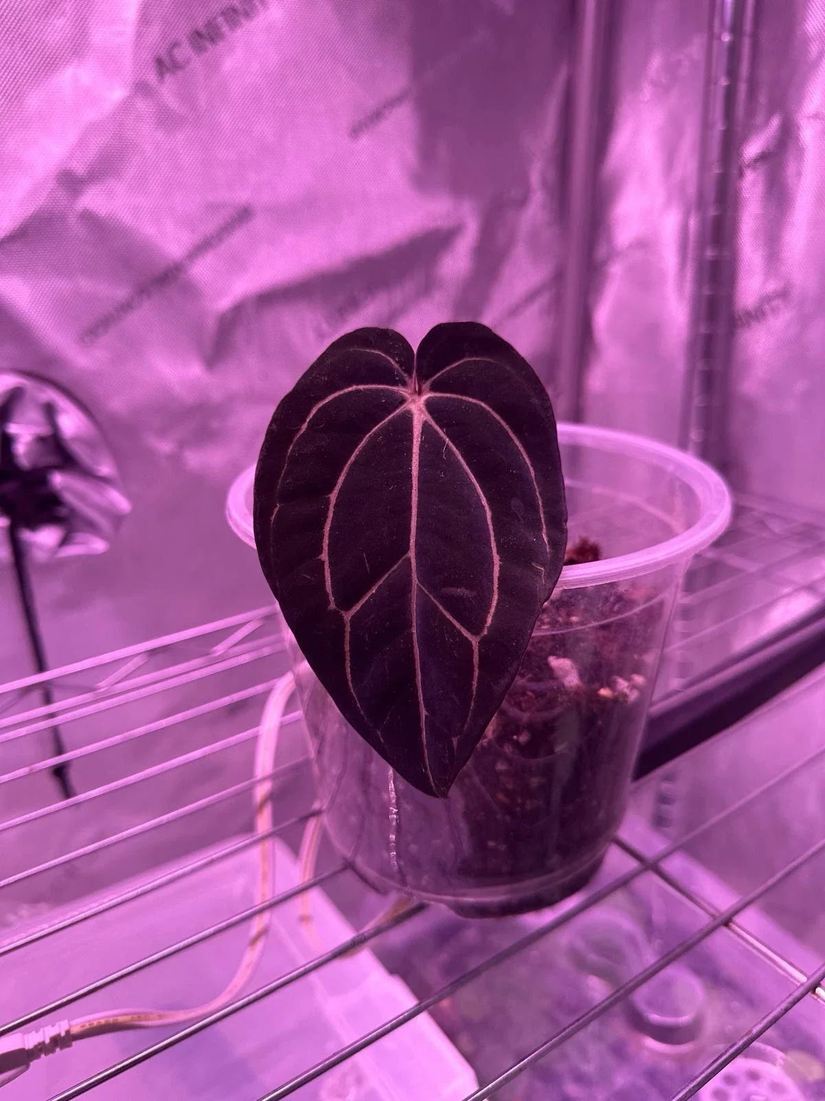 Anthurium Carlablackiae 1 Leaf Cutting Live Plant - Rare Aroid, Tropical Houseplant, Unique Foliage, Indoor Plant Decor