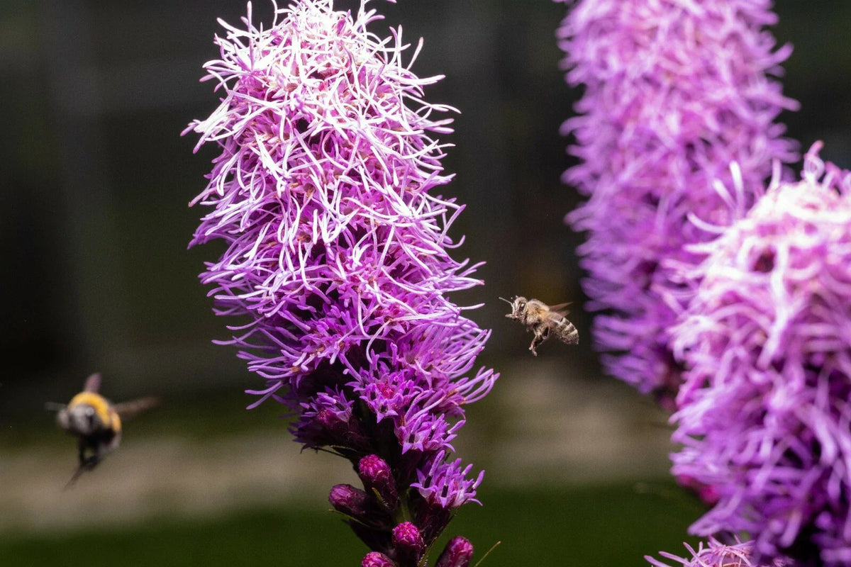 Kobold Dense Blazing Star Seeds - 25+ Liatris spicata - Perennial Flower Seeds for Garden Planting