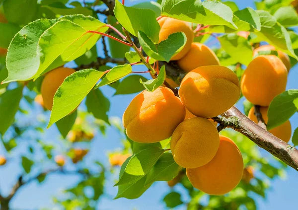 Apricot Trees Rooted New Stock Plant - Up to 2 ft Tall - Prunus armeniaca