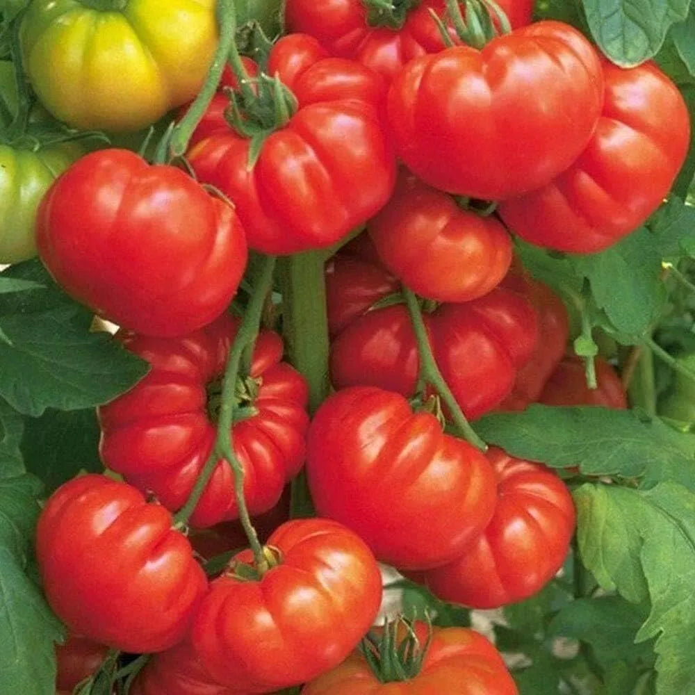 Heirloom Steak Tomato Seeds - 10+ Organic Beefsteak Seeds - Tasty Fresh Variety - Solanum lycopersicum