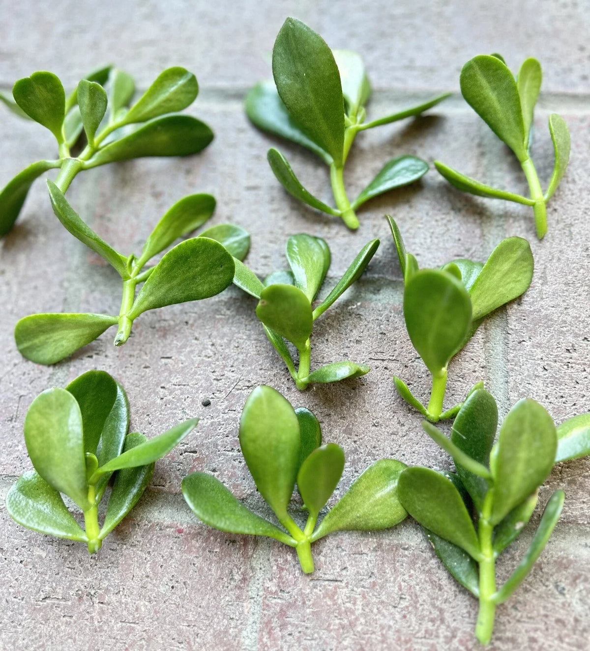 Jade Plant Cuttings 5 Pack | Money Succulent | Lucky Plant | Crassula ovata | Size 3" to 5" Inch