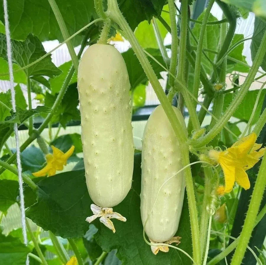 White Wonder Cucumber Seeds - Heirloom Organic Non-GMO - Rare Variety - Cucumis sativus