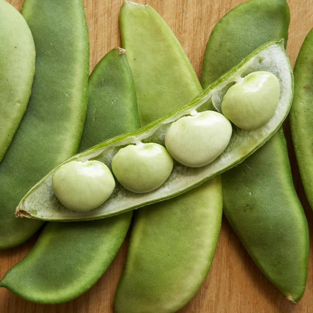 Fordhook 242 Lima Bean Seeds - Large Pods, Drought Resistant, AAS Winner, Ideal for 2025 Planting, Phaseolus lunatus