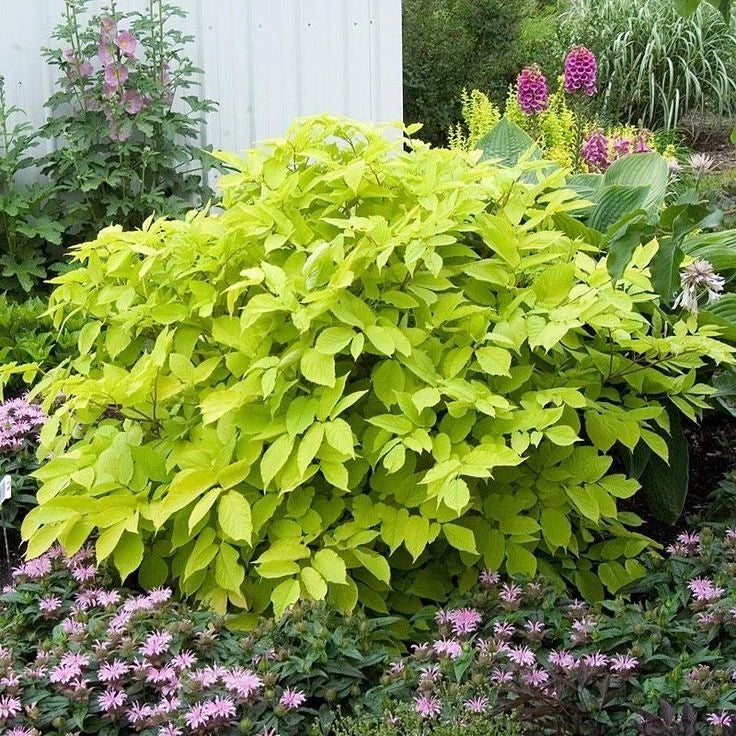 Sun King Japanese Spikenard Plant - Variegated Green Foliage - Nardostachys jatamansi