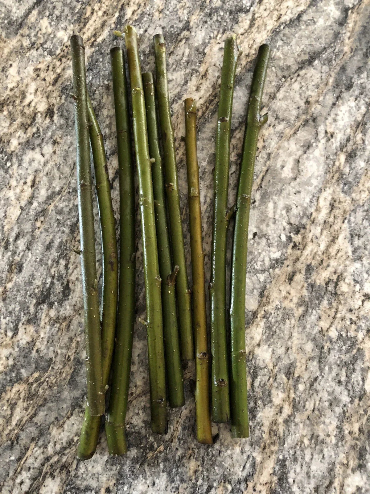 Hawaiian Ti Leaf Cuttings 6-Inch Red Lilinoe Starter Logs (3 Pcs) - Perfect for Garden & Landscaping, Cordyline fruticosa