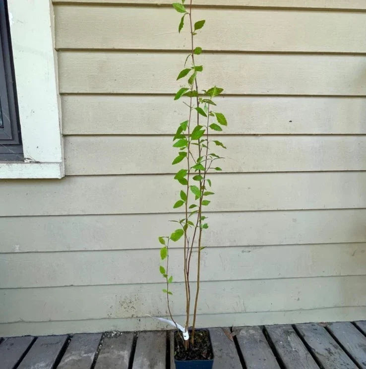 River Birch Live Tree 12β18β Tall - Bareroot Betula nigra - Hardy Deciduous Tree for Zones 4β9 - Ornamental Shade Tree