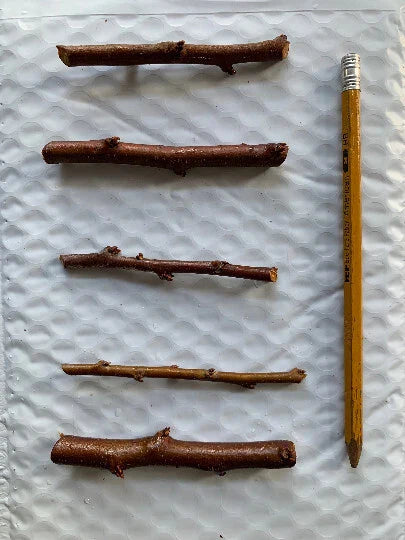 5 Flavor Delight Aprium Scions β 3β6" Unrooted Grafting Cuttings β Apricot x Plum Hybrid β Rare Fruit Tree Budwood