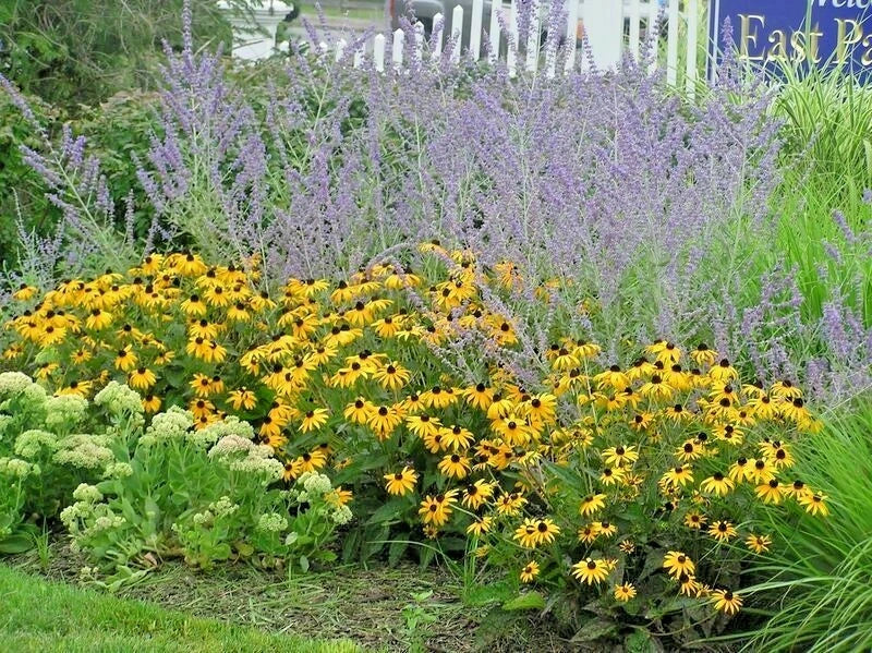 Brown Eyed Susan Seeds - Branched Coneflower Perennial Wildflower - Rudbeckia triloba - Bushy Growth, 201+ Seeds