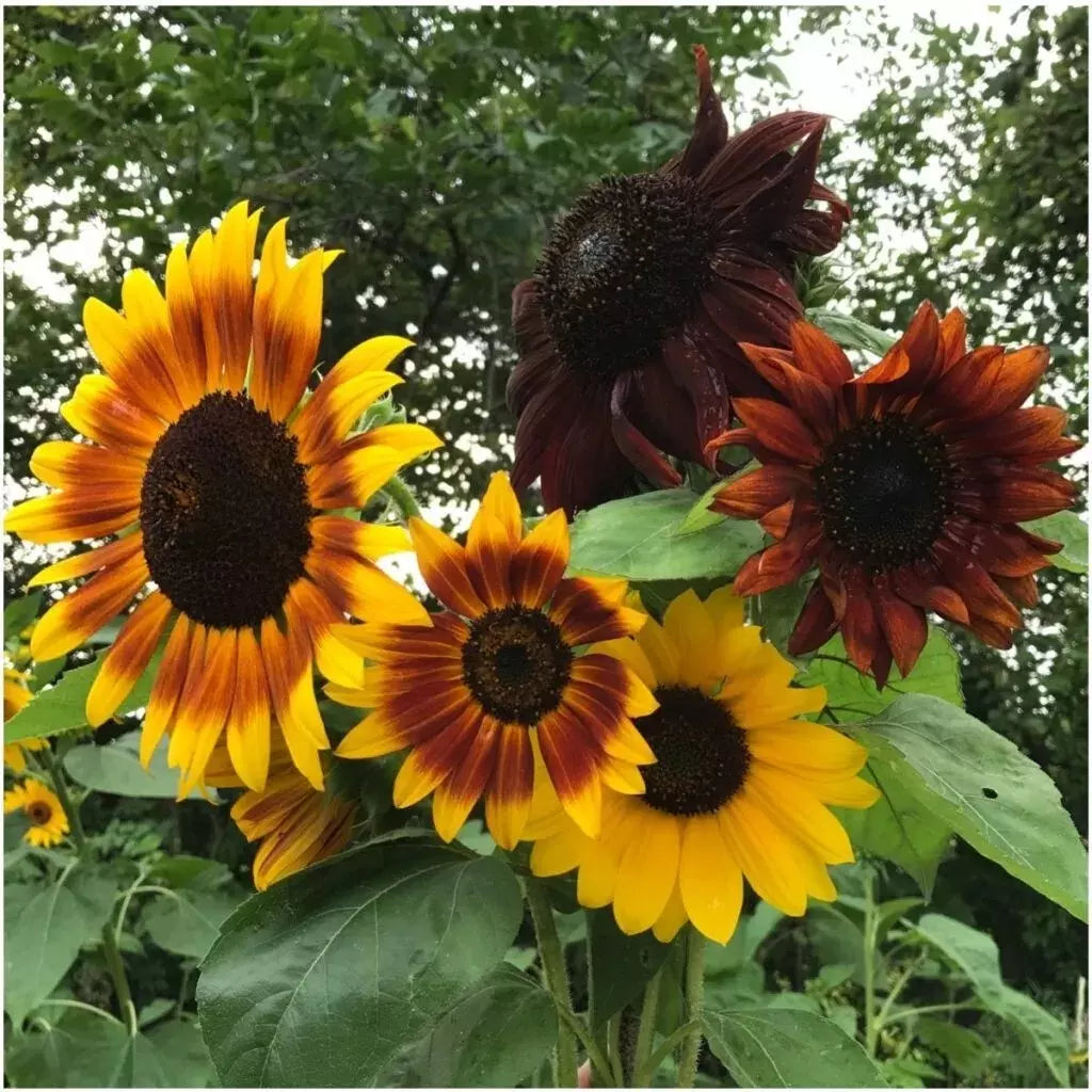 Autumn Beauty Sunflower Seeds - 25+ Non-GMO Organic Seeds - Helianthus annuus - Fresh Gardening Supplies