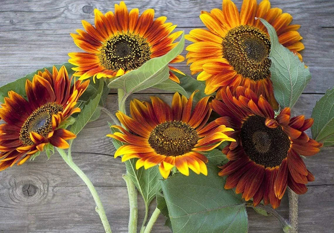 Autumn Beauty Sunflower Seeds - 50 Count - Vibrant Fall Colors - Helianthus annuus