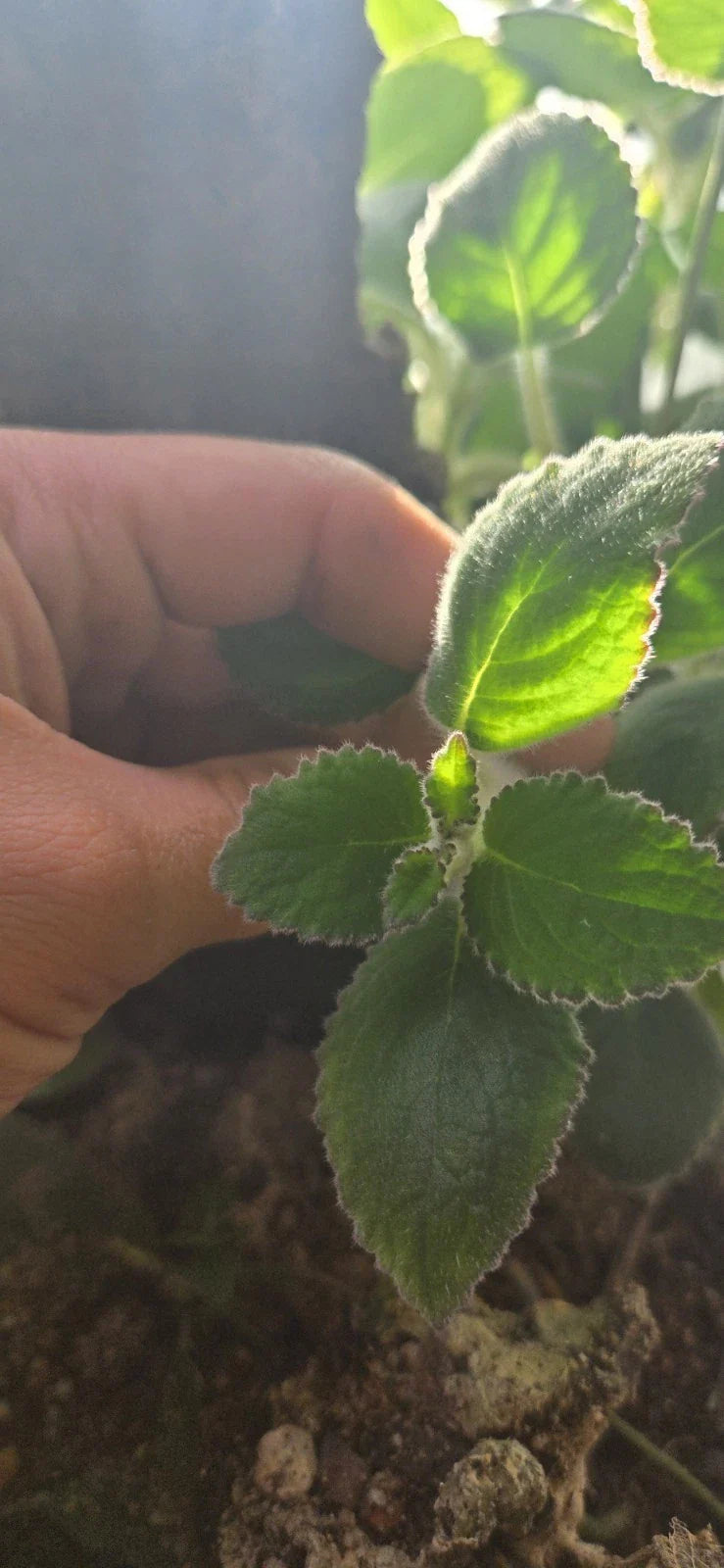 Nautilocalyx Adenosiphon Cuttings - 2 Healthy Terrarium Plants - Ideal for Indoor Gardening and Terrarium Decor