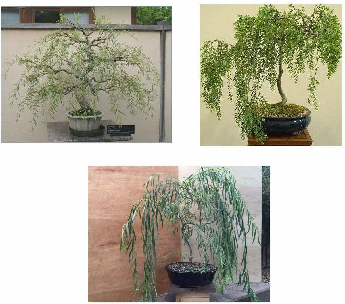 Bonsai Willow Tree Bundle - 3 Large Trunk Exotic Bonsai Cuts - Salix spp.