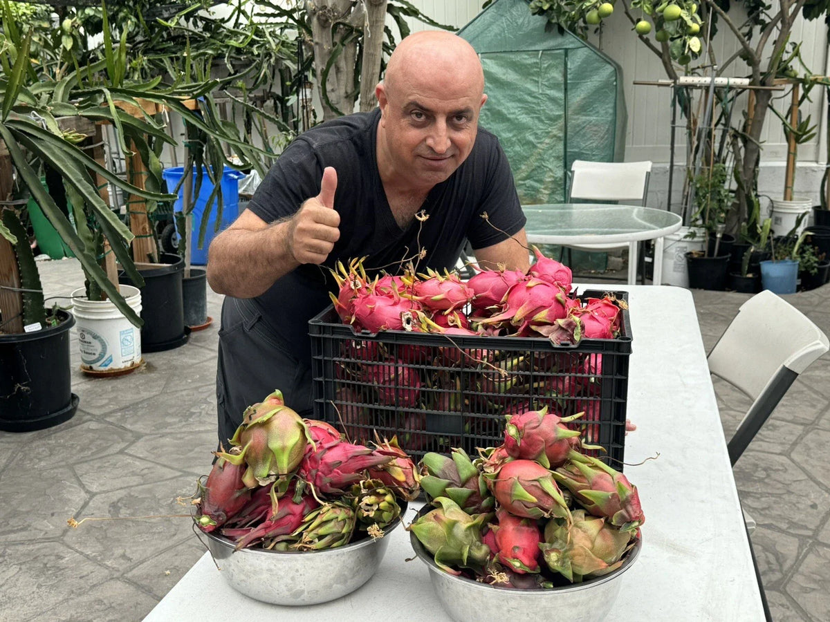Dragon Fruit Cuttings 8-14 Inches Long, Pitaya Variety, Hylocereus spp. - 9 Healthy Plant Cuttings for Home Gardening