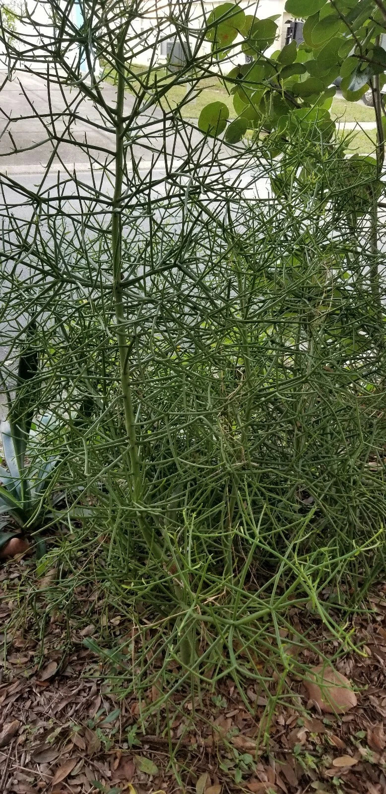 Euphorbia Tirucalli Cuttings - 10 Fire Stick Pencil Cactus Cuttings - 5 Inch Each - Easy Grow Succulent Plant
