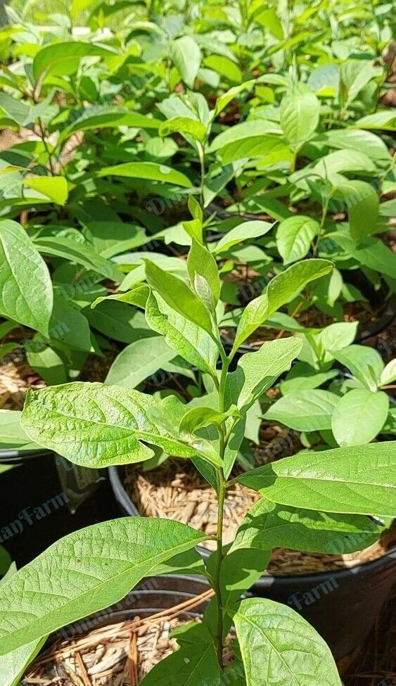 Persimmon Trees - 3 Pack American Native Diospyros Virginiana Seedlings for Home Garden