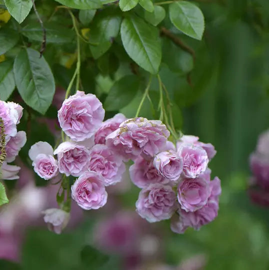 Heirloom Seven Sisters Pink Climbing Rose Bush Live Plant, 3-6" Starter, Rosa Multiflora, Fragrant Blooms, USA Seller