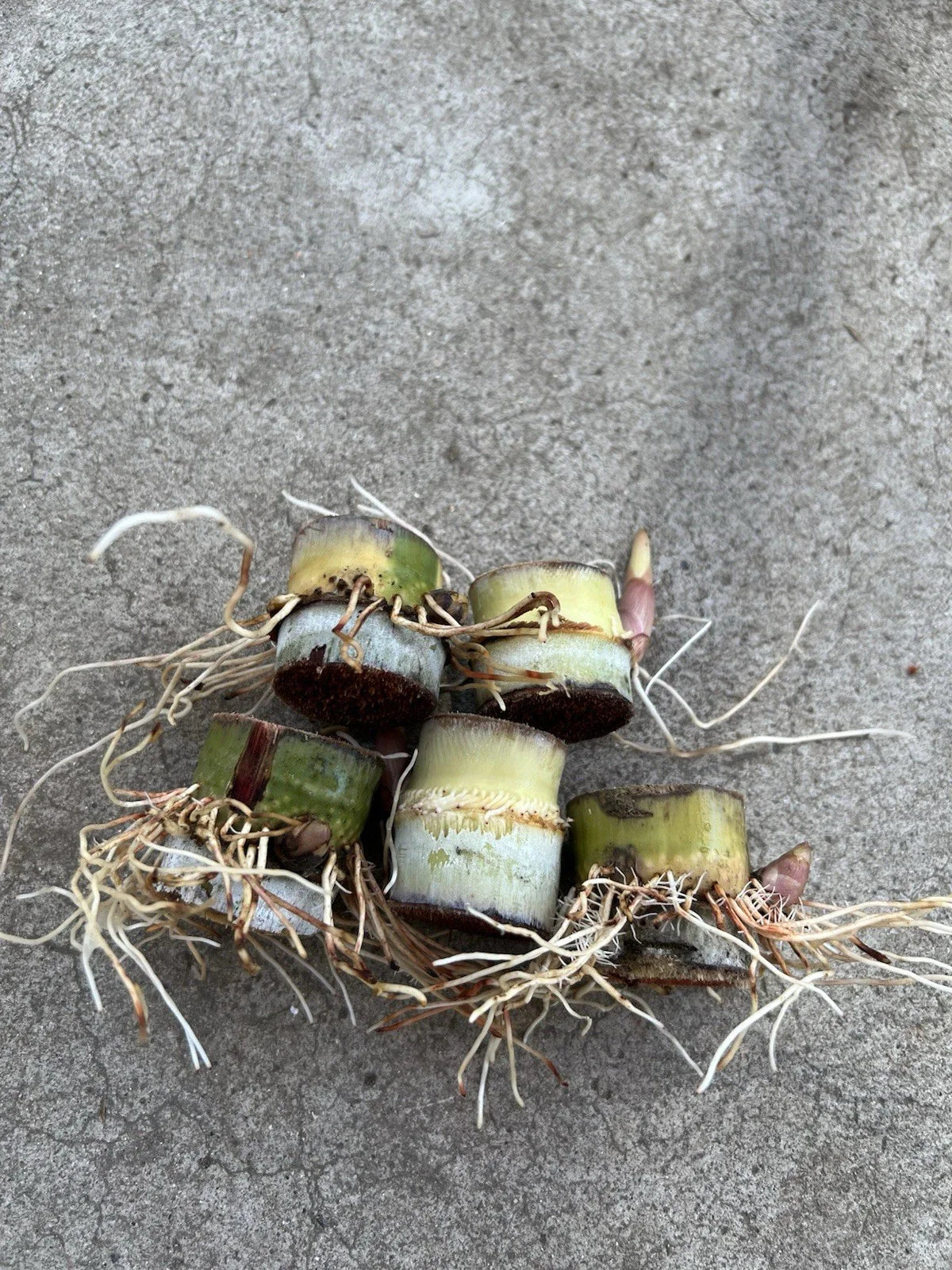 Rooted Sugarcane Cuttings - 5pcs Sweet Juicy Tropical Plant - Ready to Grow - Saccharum officinarum