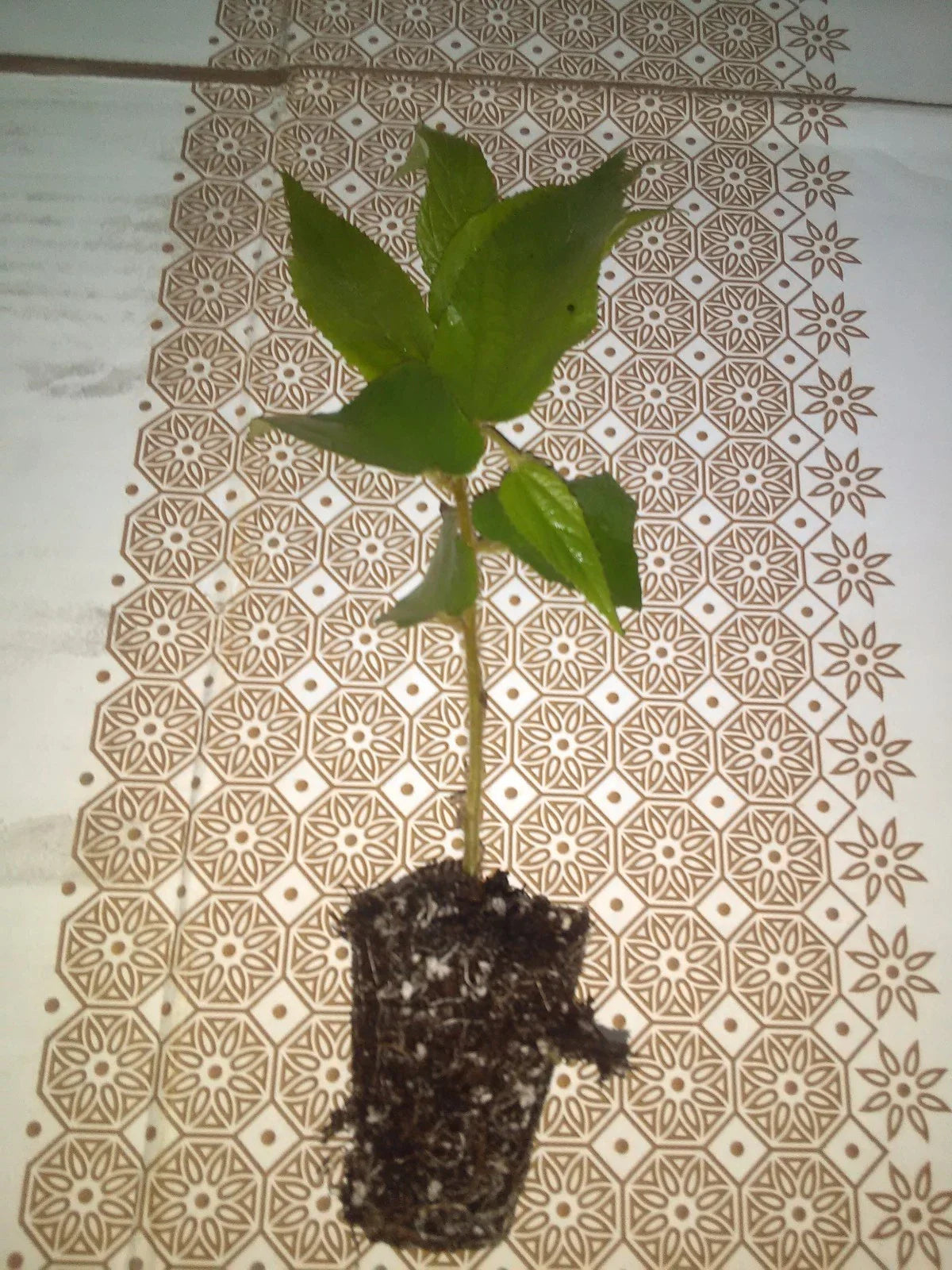 Jamaican Cherry Starter Plant Muntingia calabura Small Well-Rooted Cutting Strawberry Tree