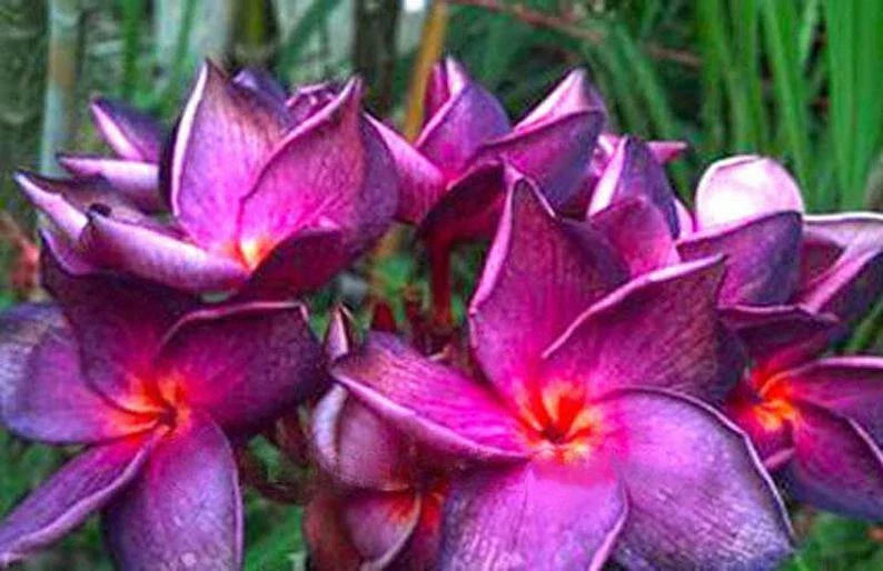Plumeria Seeds - 5 Bright Purple Pink Flower Seeds - Perennial Tropical Plant - Frangipani (Plumeria)