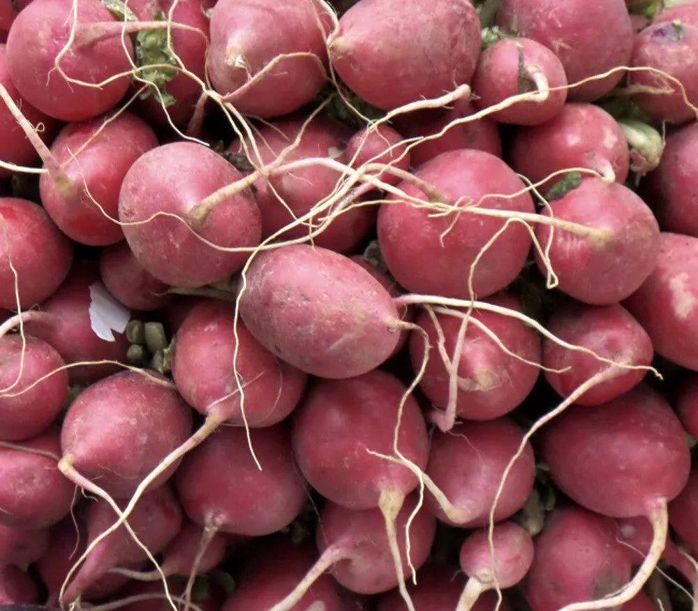 Lady Slipper Radish Seeds, NON-GMO, Fast Harvest, Multiple Sizes, Raphanus sativus