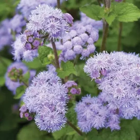 Blue Planet Flossflower Seeds - 50 Pack, Ageratum houstonianum, Blue Flower Seeds for Planting