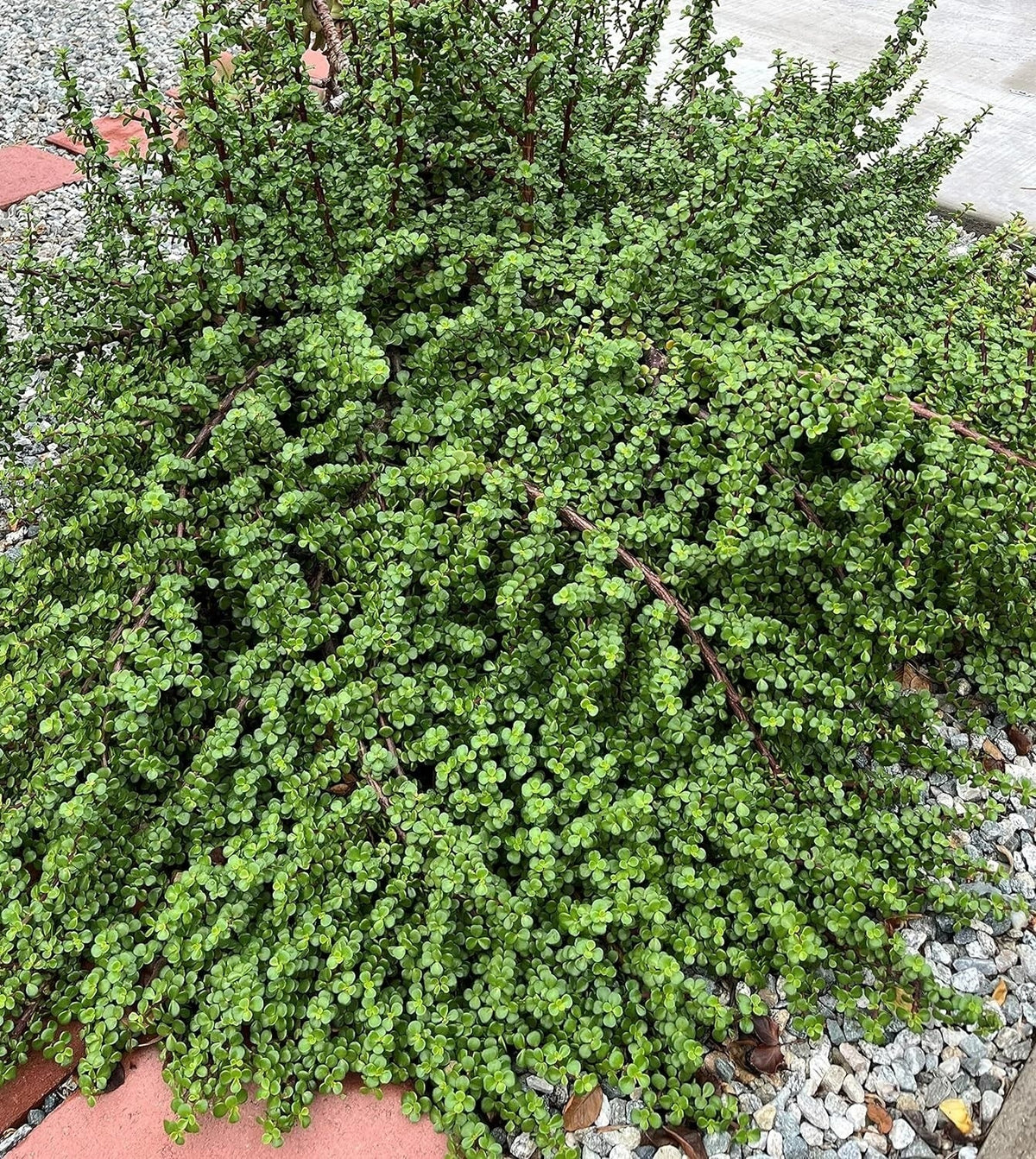 20 Cuttings Elephant Bush Succulent Red Stem Plants Portulacaria afra for Indoor Gardening and Home Decor