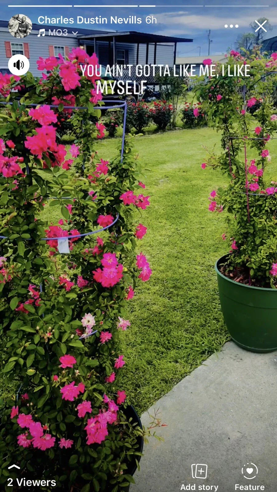 Peggy Martin Rose Cuttings - 10 Inch, Climbing Rose Cuttings (Rosa 'Peggy Martin') - Perfect for Gardeners