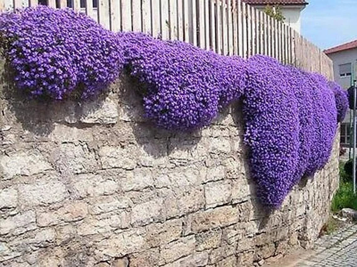 Purple Rock Cress Seeds - 250 Count - Low Growing Perennial - Aubrieta deltoidea - Vibrant Purple Color