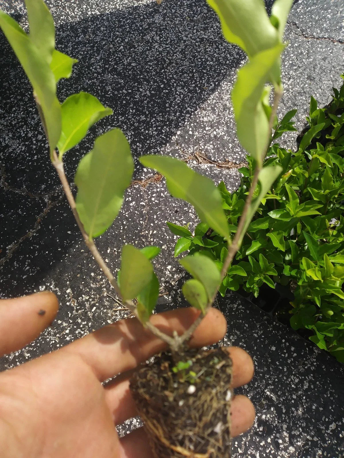 Acerola Cherry Tree Plant 1 Plant Pesticide-Free Barbados Malpighia emarginata