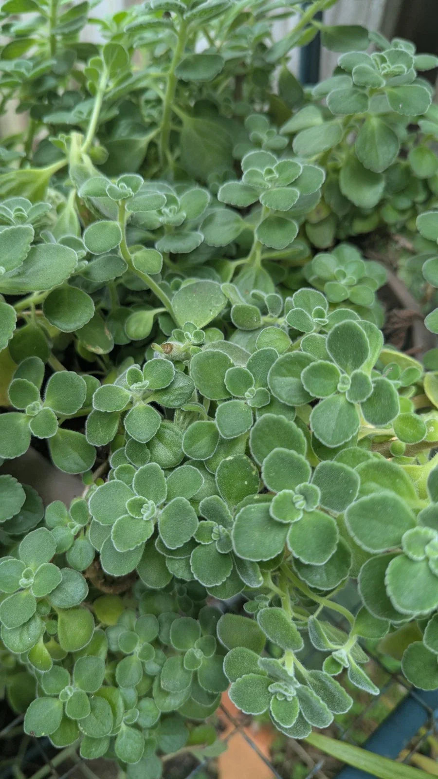 Plectranthus Tomentosa Vicks Plant Cuttings - 5 Unrooted Cuttings for Herbal Gardens - Aromatic Indoor Plant