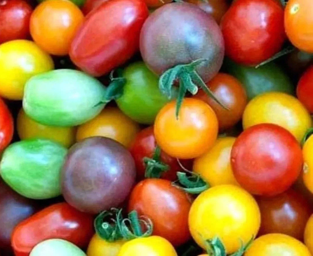 Rainbow Cherry Tomato Seeds - 120+ Heirloom Organic NON-GMO - Vibrant Colorful Variety for Home Gardening - Solanum lycopersicum