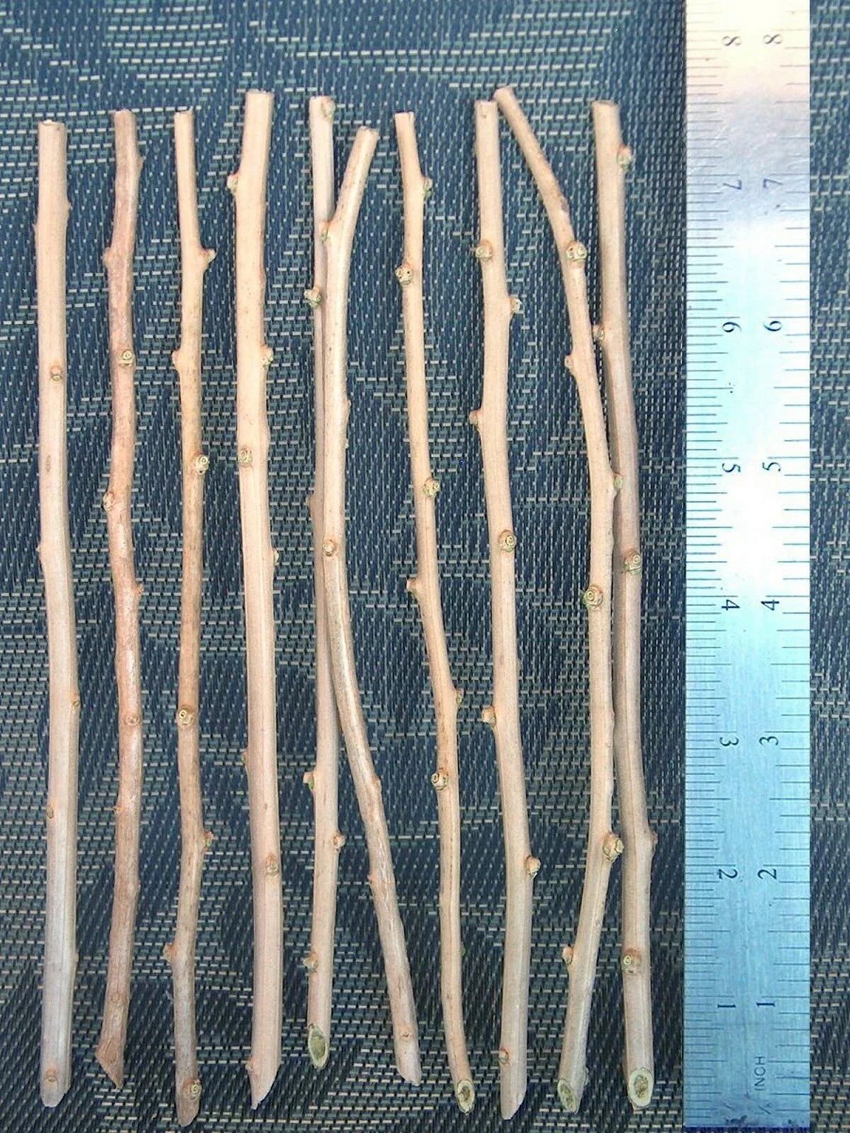 10 Goji Berry Cuttings β Fresh Unrooted Lycium Barbarum for Propagation β Grow Your Own Superfruit Plant at Home or Garden