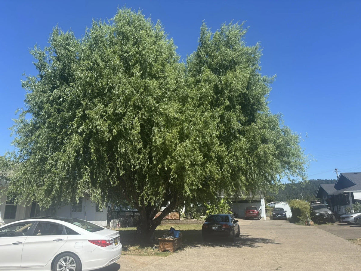 Corkscrew Willow Tree Cuttings - 10 Pack - Distinctively Curled Leaves - Salix babylonica 'Tortuosa'