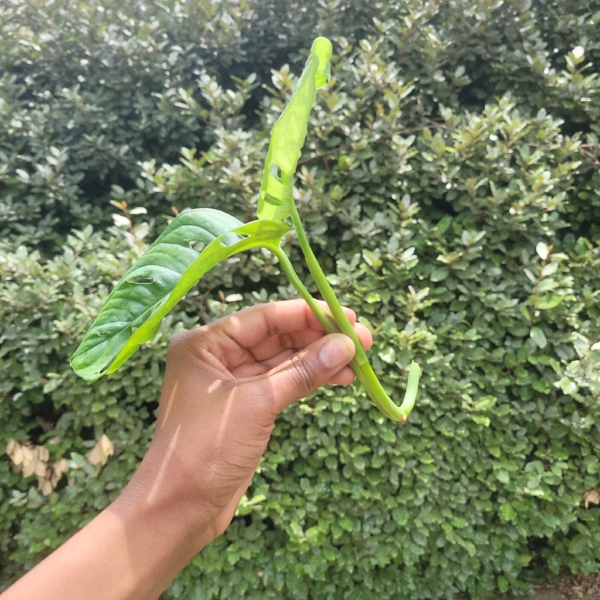 Monstera Rooted Cutting β Swiss Cheese Plant | Live Indoor Houseplant | Monstera Deliciosa Cutting with Established Roots