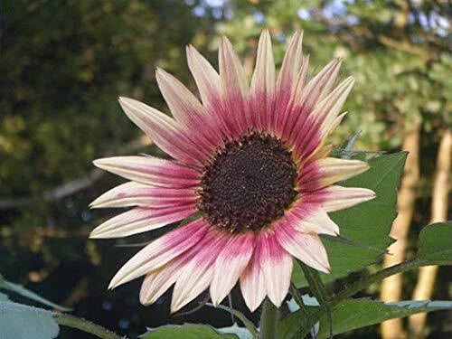 Indian Blanket Sunflower Seeds | 25+ Seeds | Exotic Colorful Blooms | Gaillardia pulchella